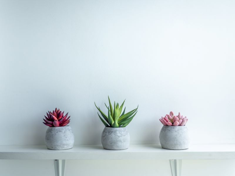 Three different succulents in ceramic pots indoors.
