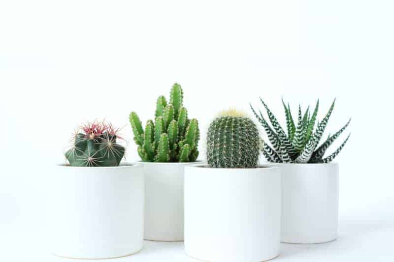 Different varieties of succulents in white pots.