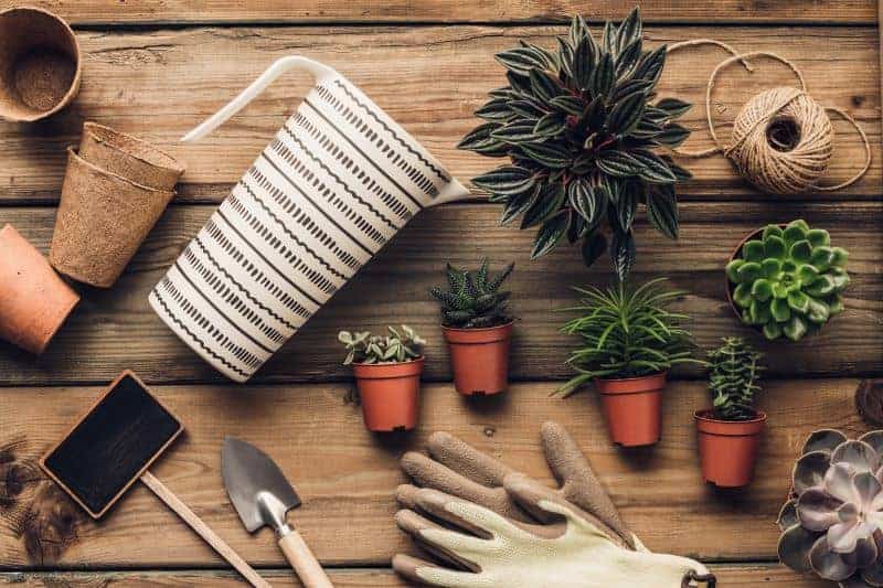 What To Plant Succulents In