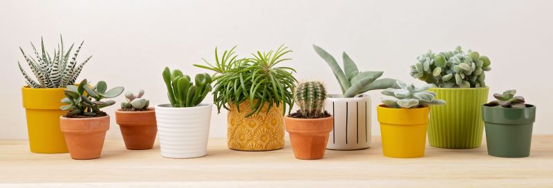 Different varieties of succulents in pots indoors.