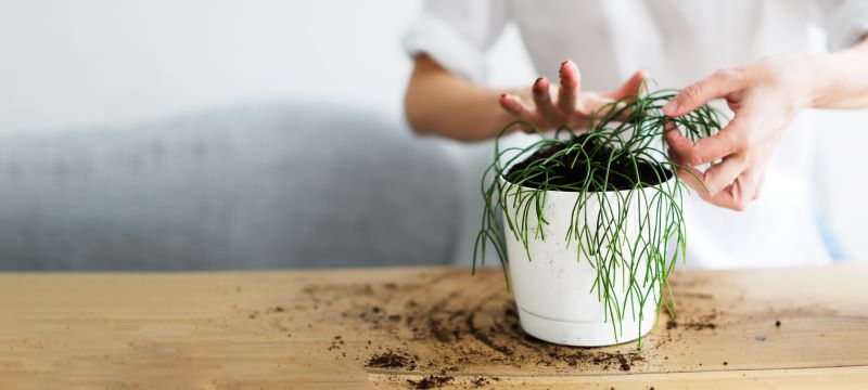 Hand touching a succulent in a white pot.