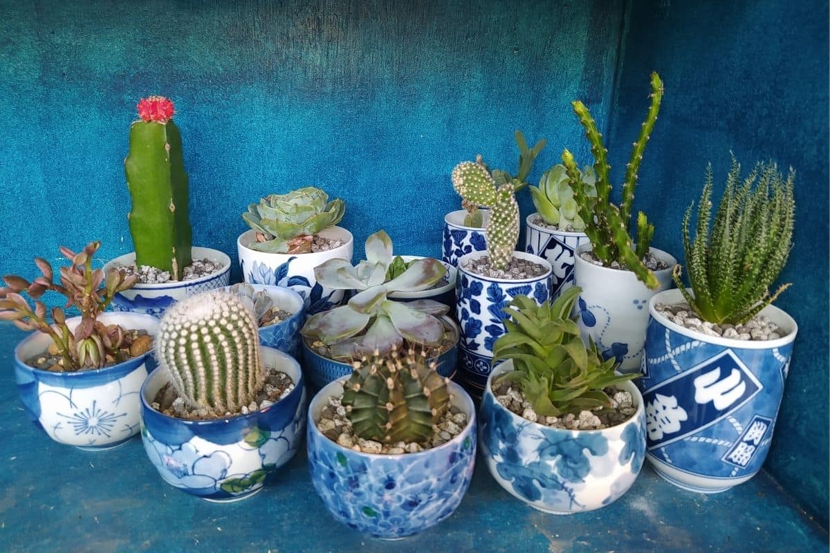 Different varieties of succulents in pots.