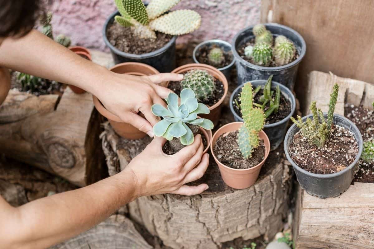 Gardener planting succulent plant in a pot.