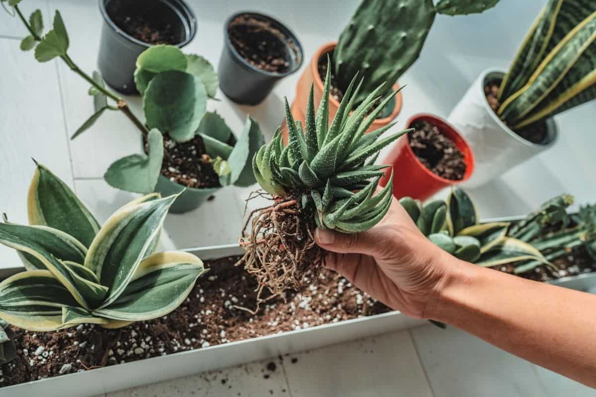 Hand holding a bare succulent plant over the pot.