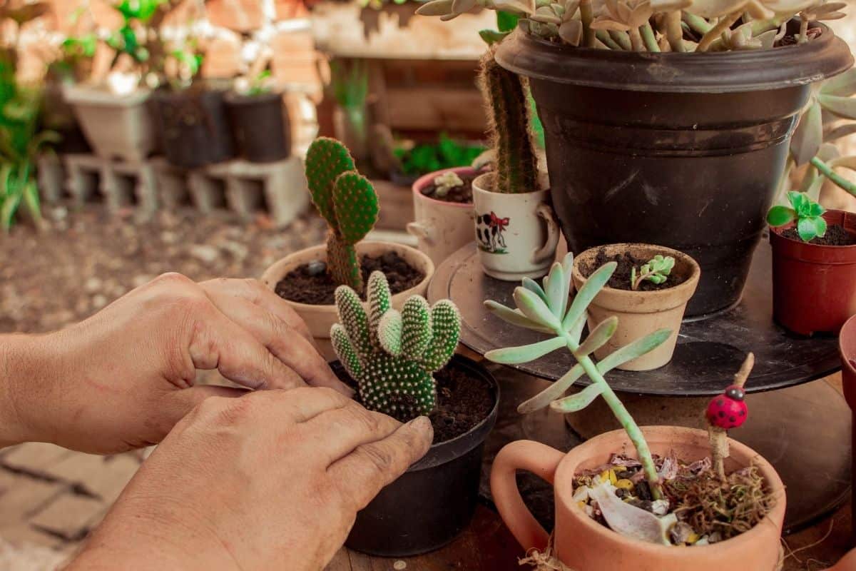 Hands planting a new cactus in a pot.