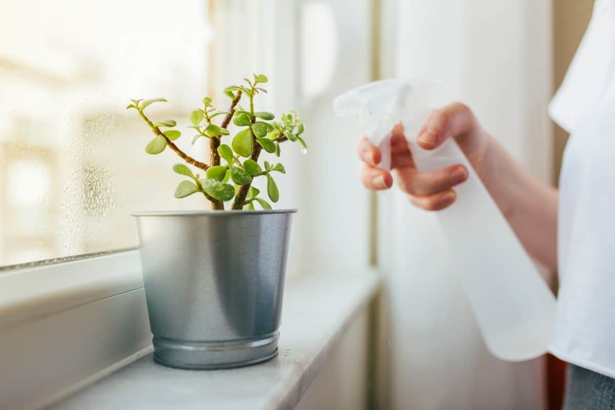 Hand spraying water on succulent in a pot near a window.