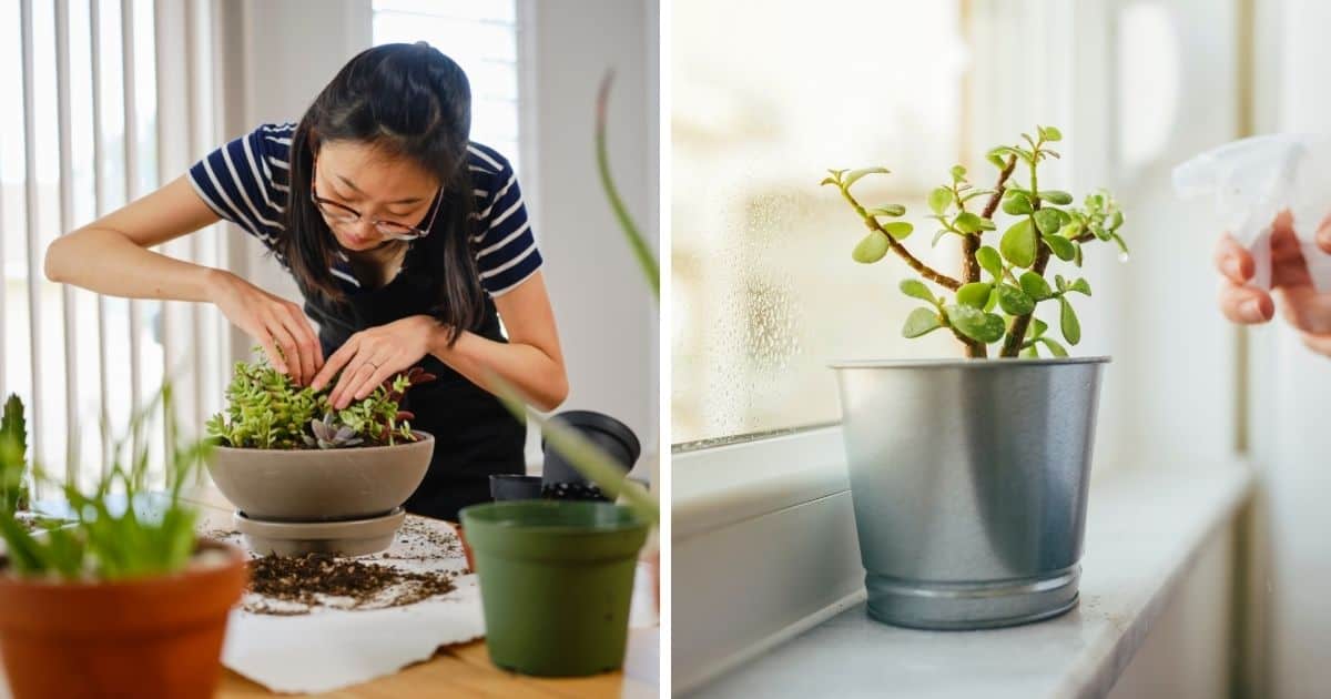 How to Care for Indoor Succulents - Sublime Succulents