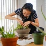 Woman taking care of succulents in pot indoors.