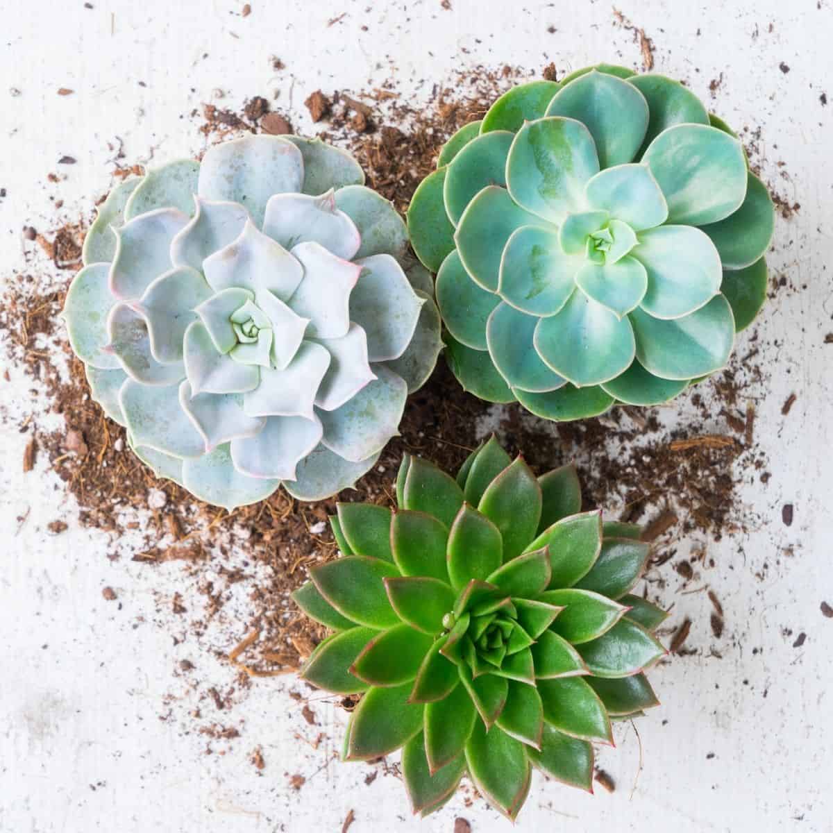 Three succulents on the white table.