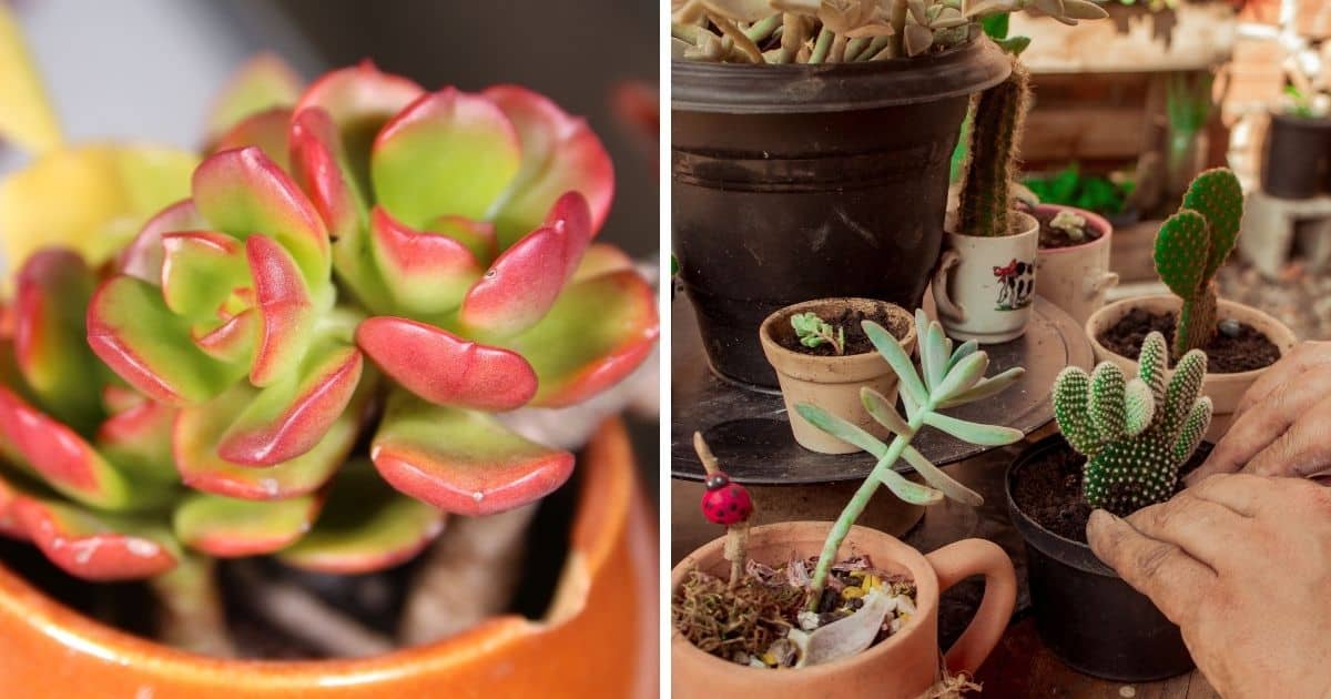 How to Get Seeds from Flowers Sublime Succulents