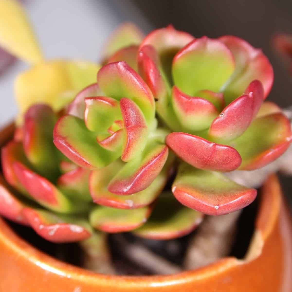 Close-up of succulent in a pot.