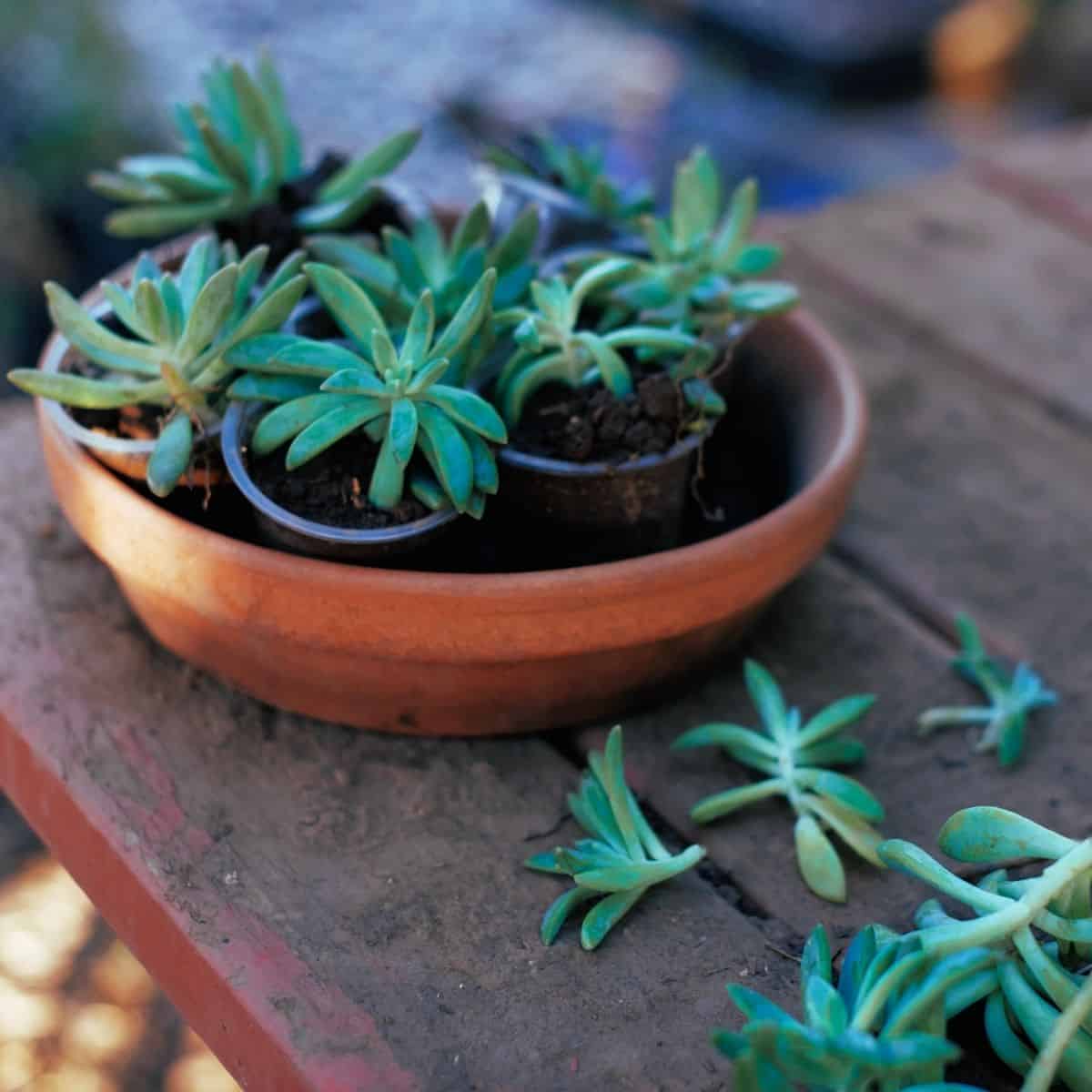 Succulents in pots and offsets on the table.