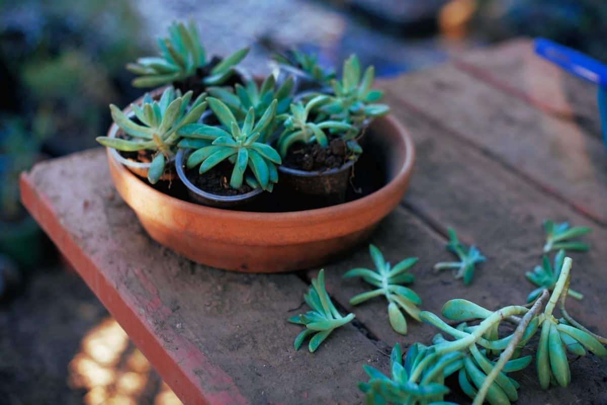 Succulents in pots and offsets on the table.