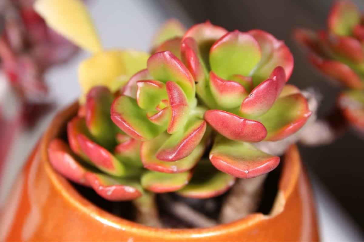 CLose-up of succulent in a pot.