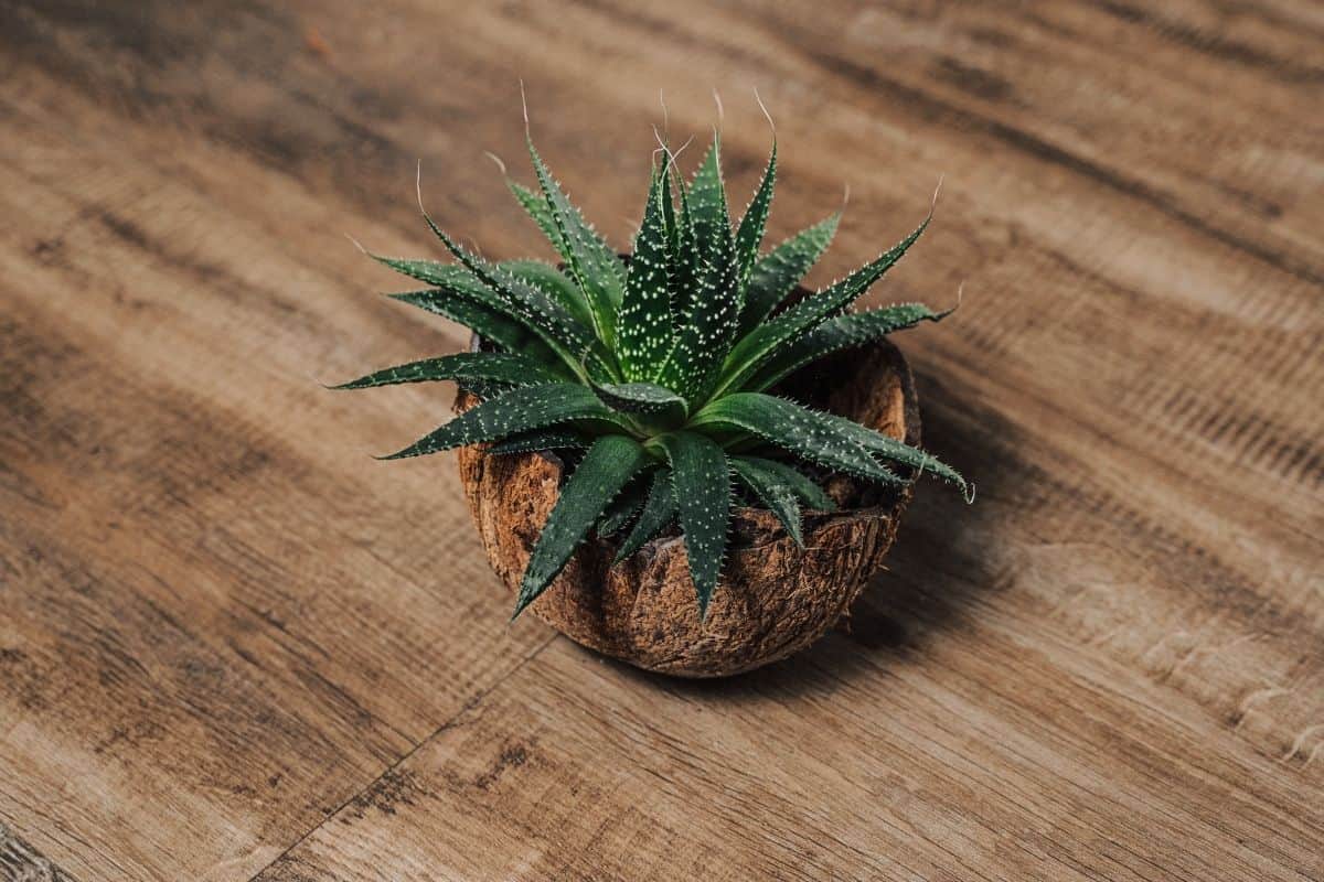 Small succulent plant in a coconut shell on the table.