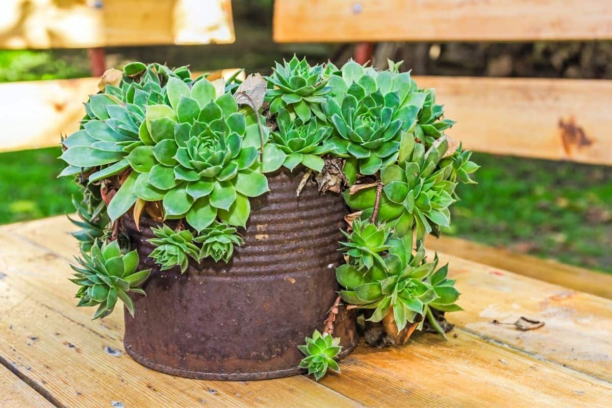 Succulent plant in a metal bin on a wooden bench.