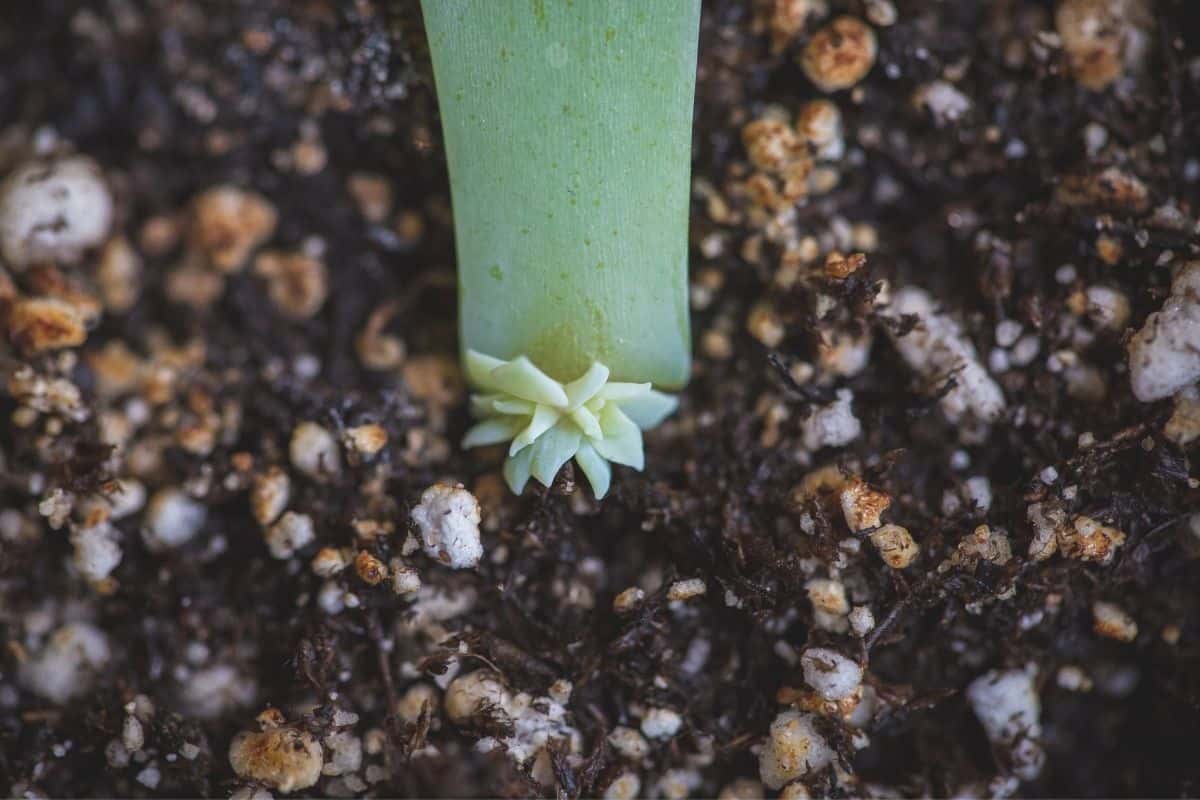 Tiny succulent offset growing from mother plant.