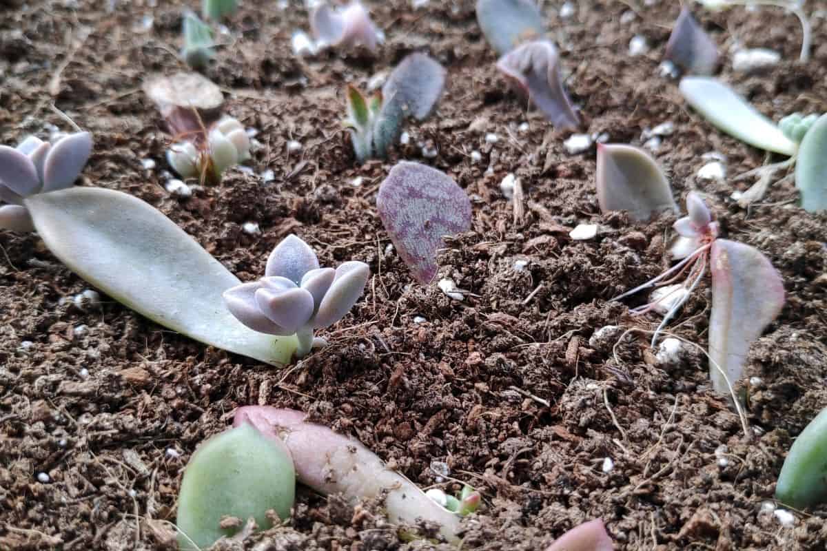Succulent offsets in soil.