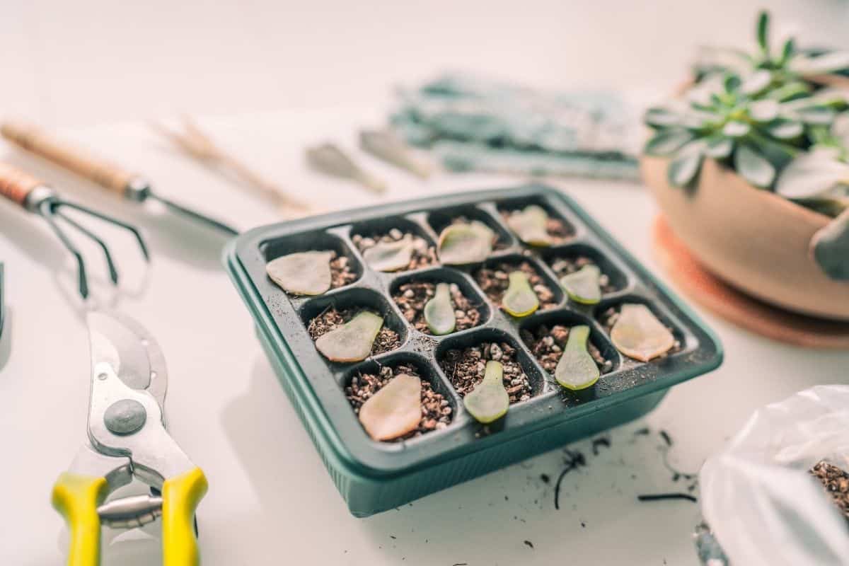 Succulent leaves in a planter with tools for propagation on the table.