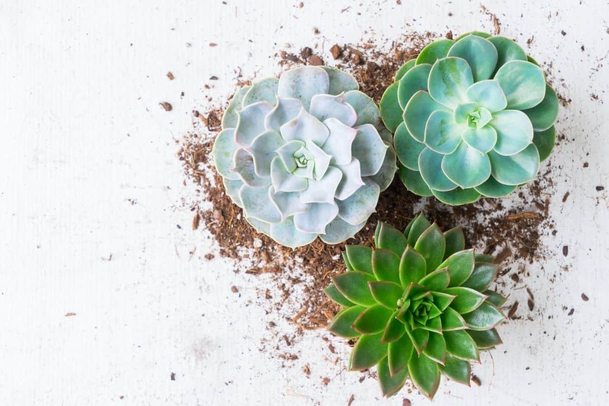 Three succulent on a white table.