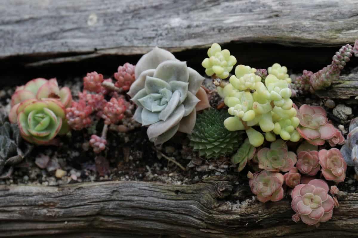 Different varieties of succulents outdoor.