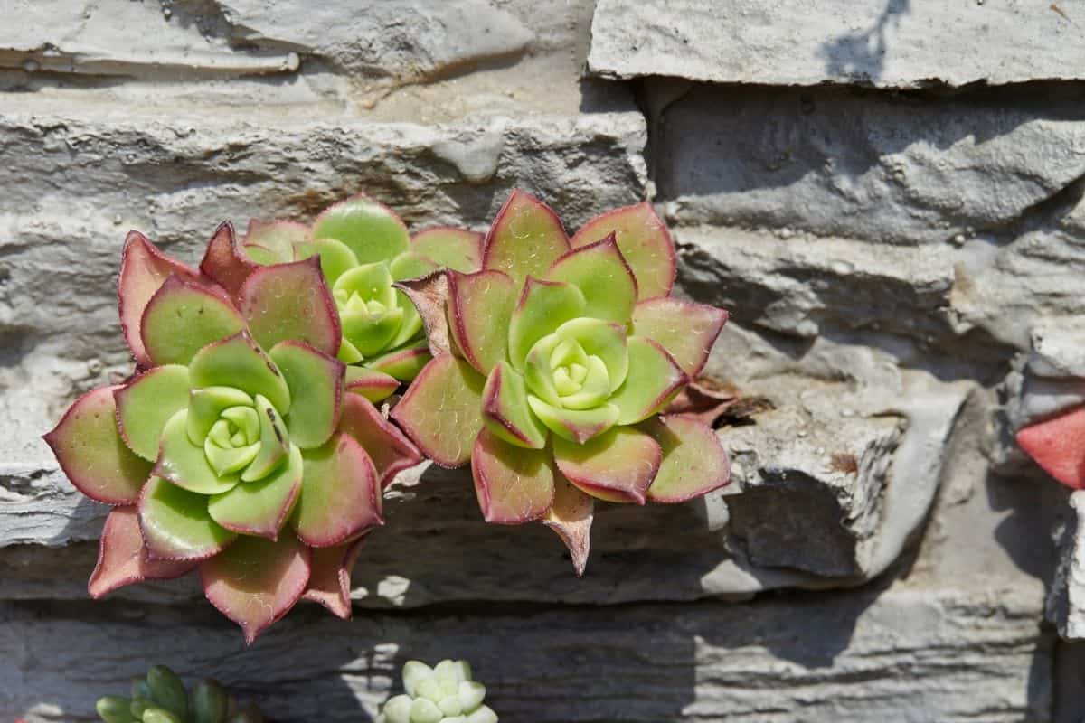 Succulents growing on a rock outdoors.