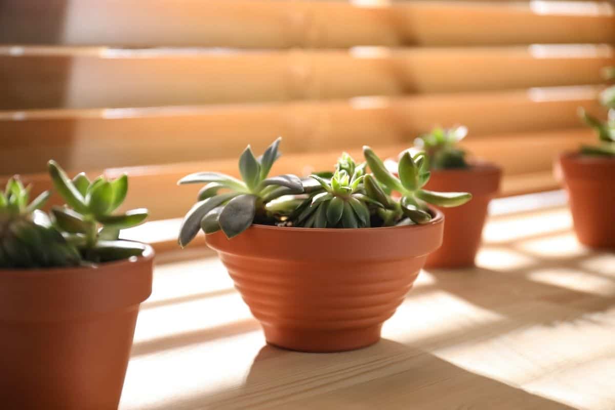 Succulents in pots in sunlight near  a window.