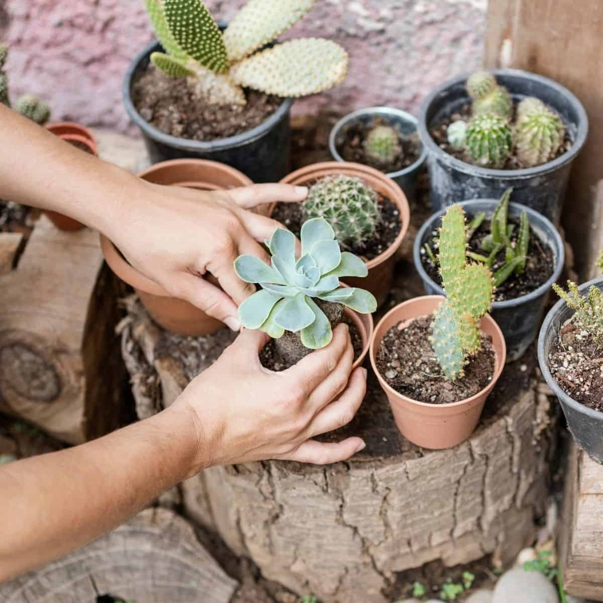 Gardener planting succulent plant in a pot.