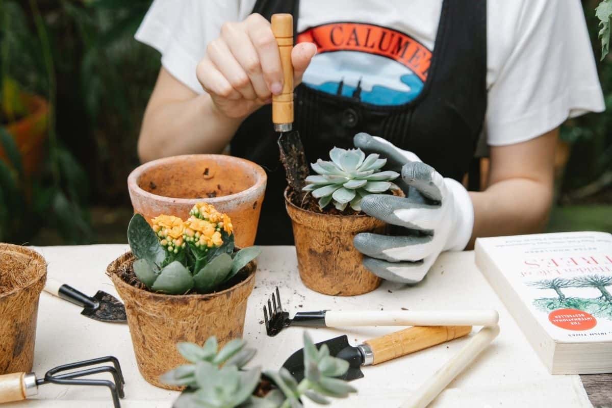 Woman planting a succulent in a pot.