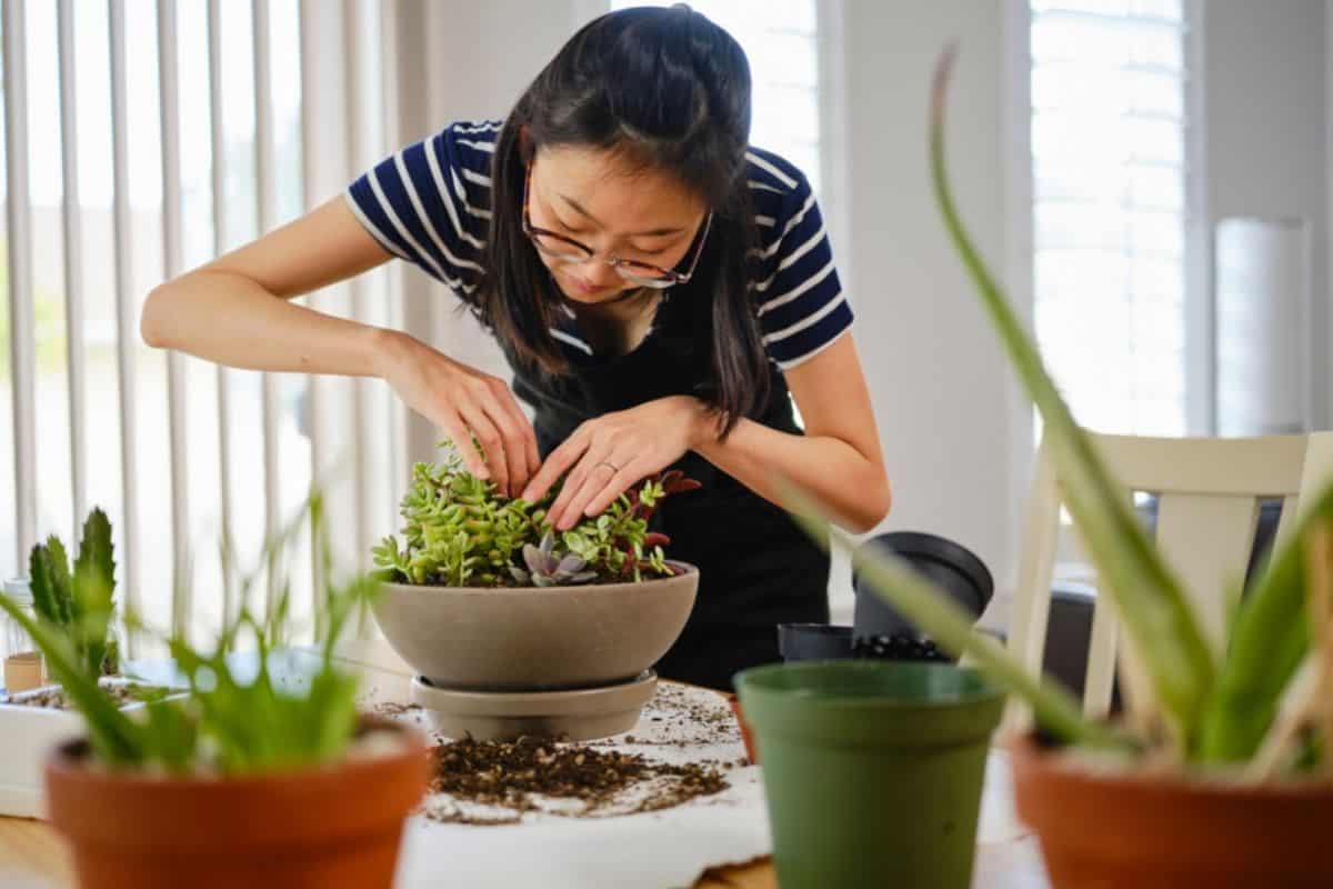Woman taking care of succulents in pot indoors.