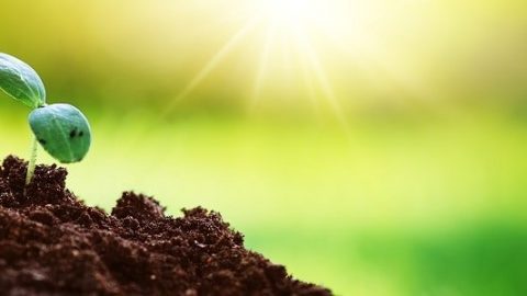 How To Sterilize Soil