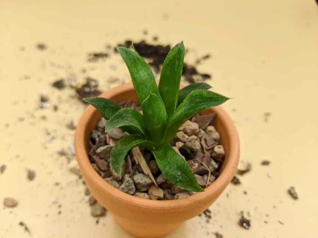 Succulent in a pot with gritty soil.