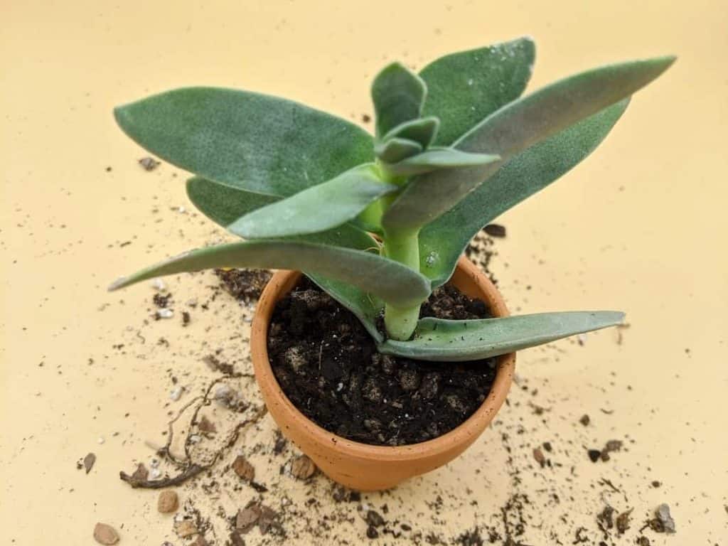 Succulent in a pot in soil.