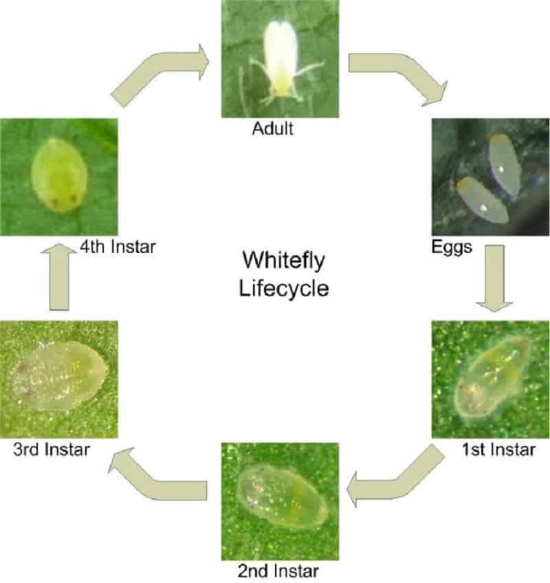 The life cycle of whitefly.