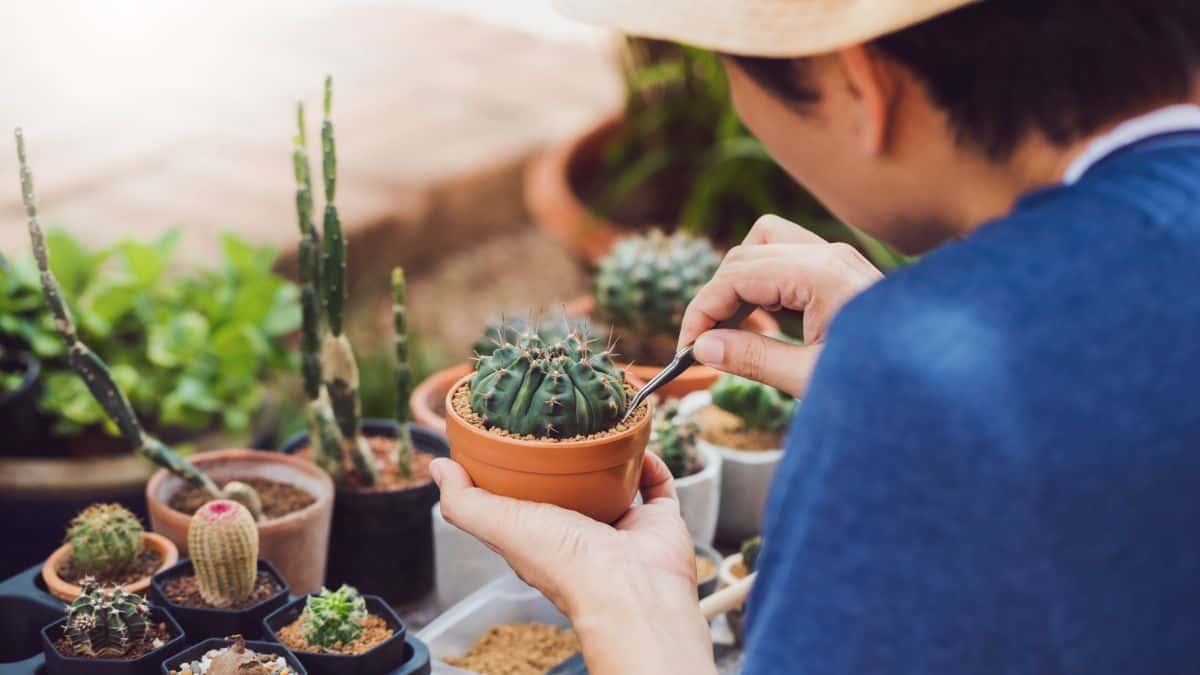 Asian man planting a small cactus into a pot.