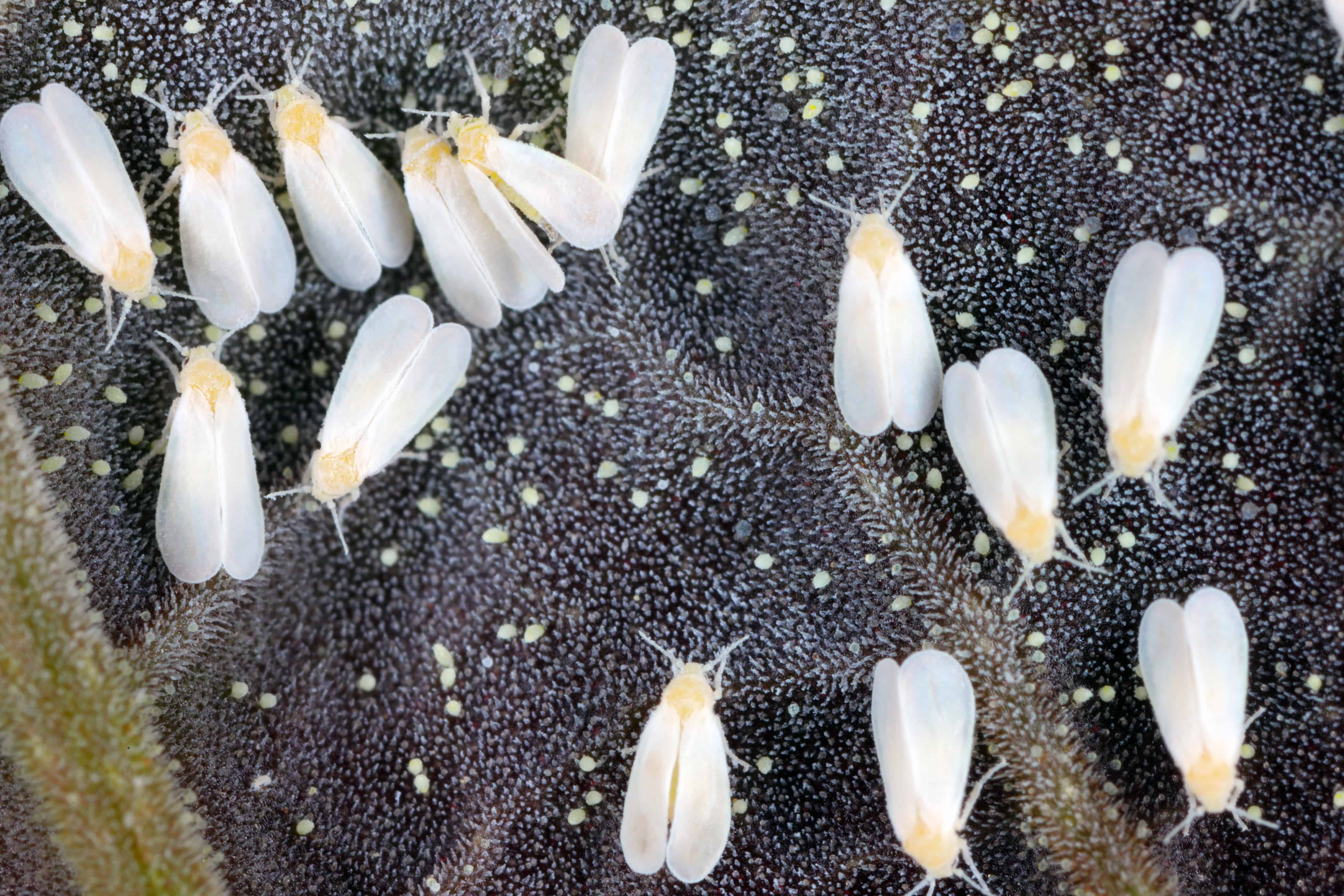 Bunch of whiteflies on a black leaf.