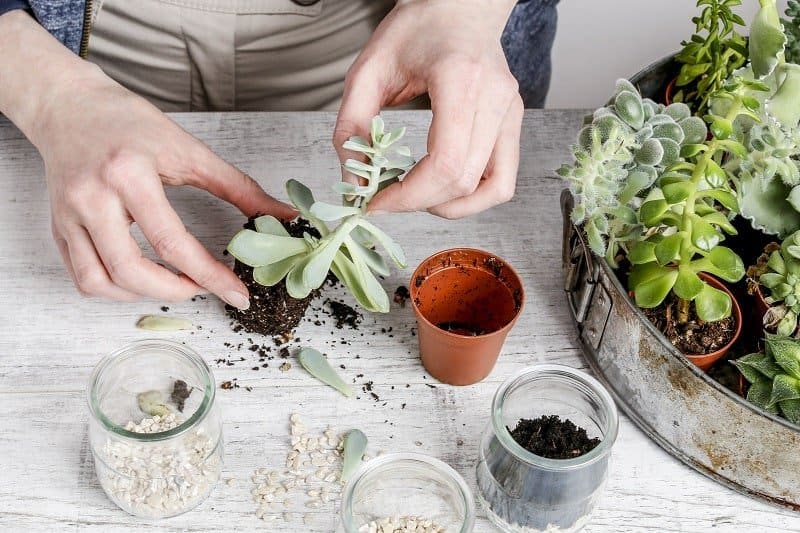 Gardener planting succulents plants in pots.