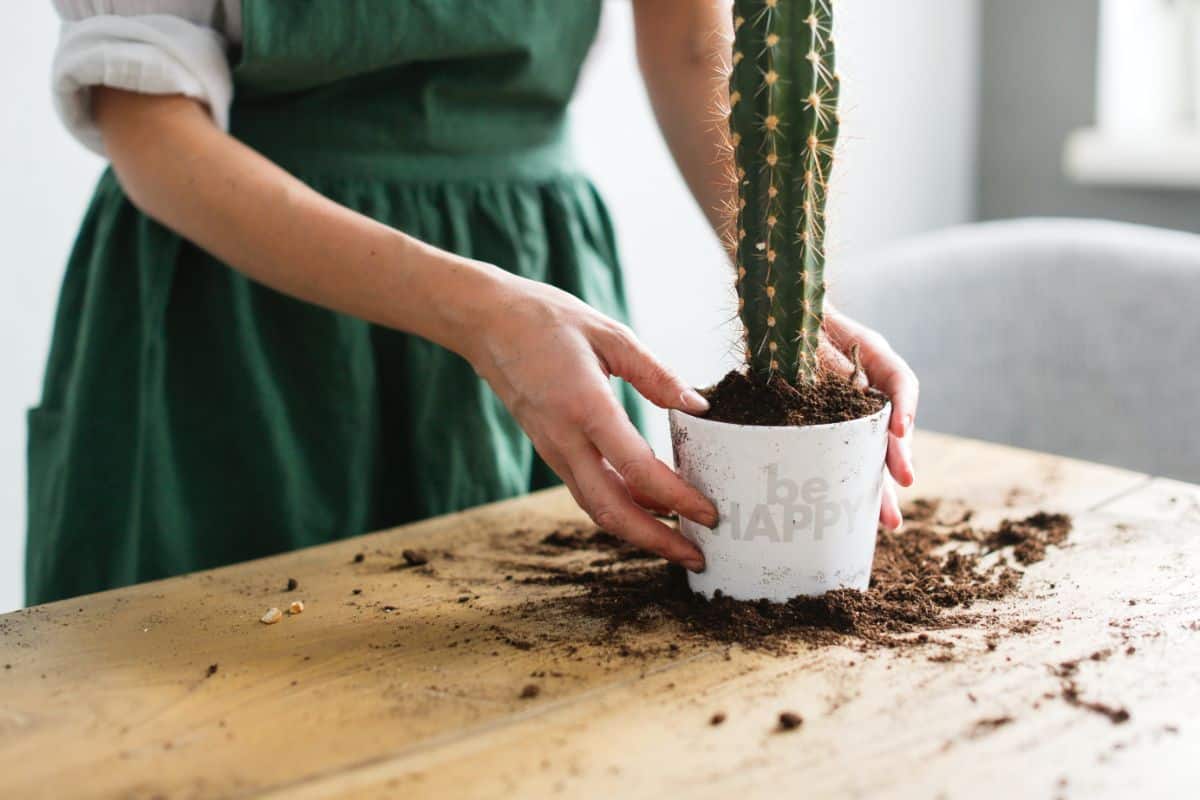 Girl planting a cactus in a white pot.