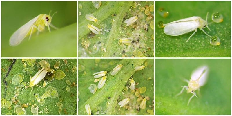 How to Get Rid of Whiteflies