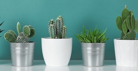 how to plant a cactus