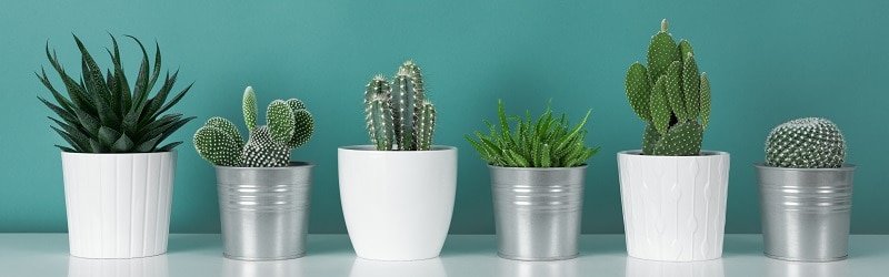 How to Plant a Cactus