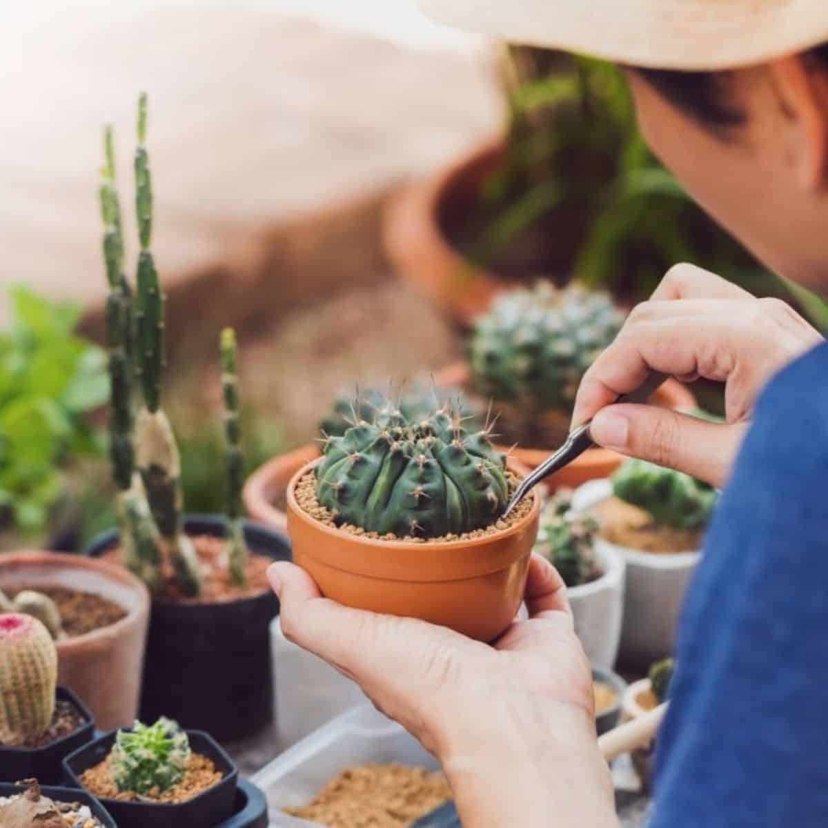 Asian man planting a small cactus into a pot.