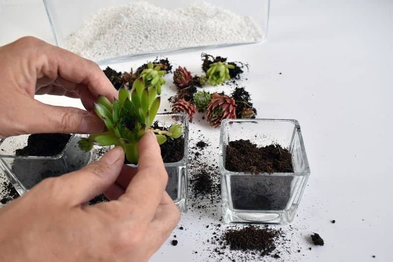 Gardener transplanting small succulents plants into pots.