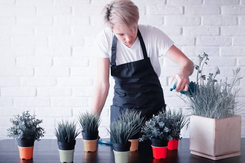 Man spraying succulent plants in pots with water.
