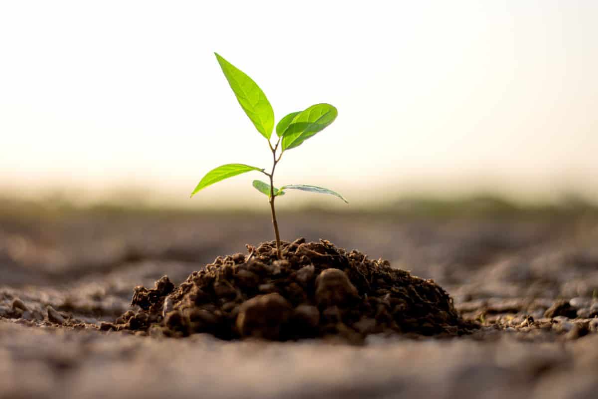 Seedling growing in fresh soil on sunny day.