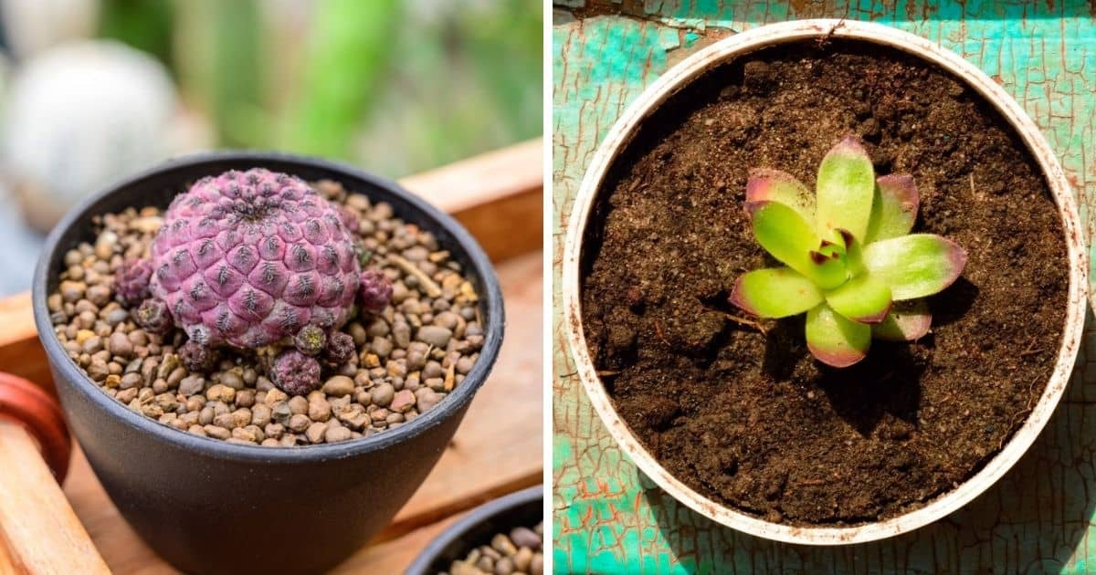 Two images of different types of succulent soils.