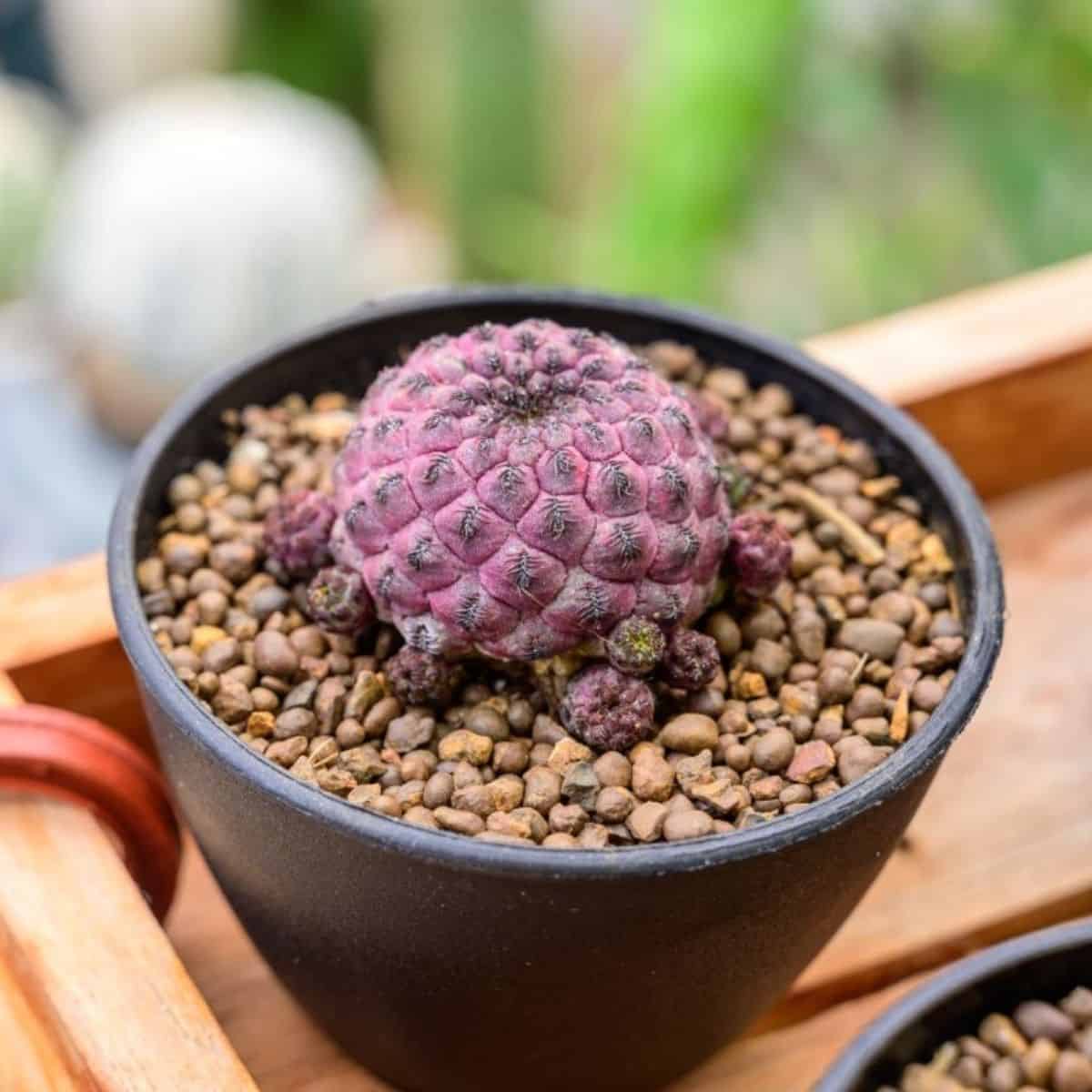 Succulent in a black pot with a gritty soil.