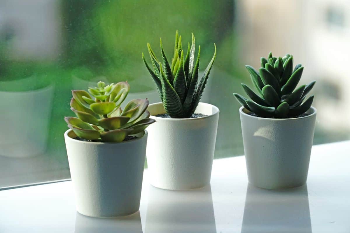 Indoor succulents in pots.