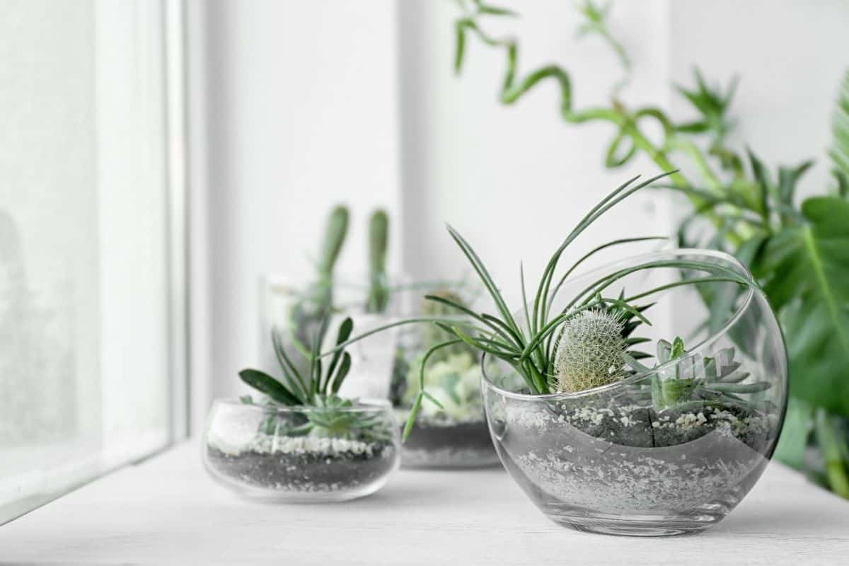 Succulents in pots indoor.