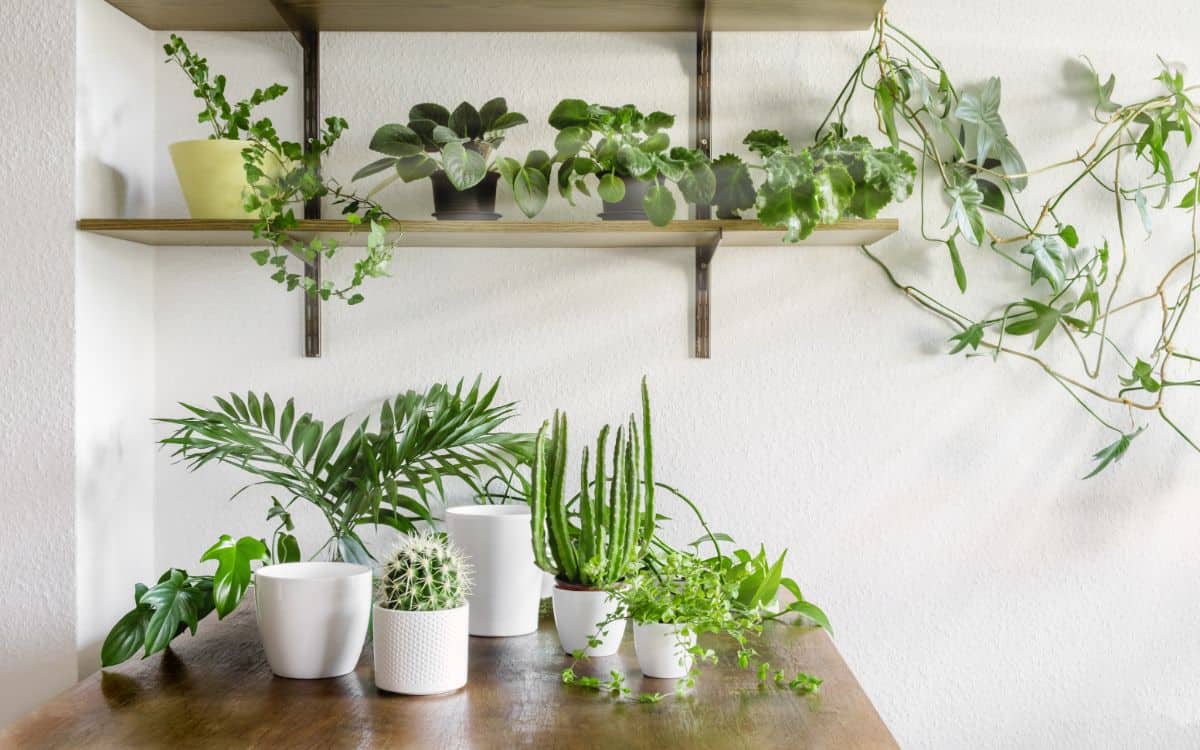 Indoor succulent plants in pots.